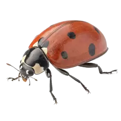 Imagen PNG para descargar